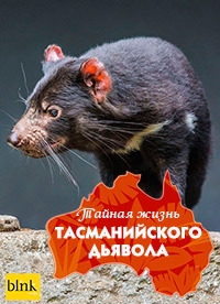 Постер «Тайная жизнь тасманийского дьявола»
