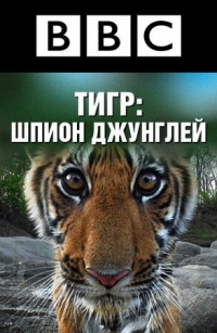 Постер «Тигр: Шпион джунглей»
