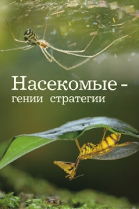 Постер «Насекомые — гении стратегии»