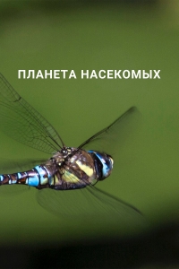 Постер «Планета насекомых»