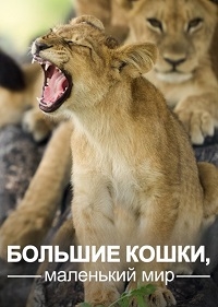 Постер «Большие кошки, маленький мир»